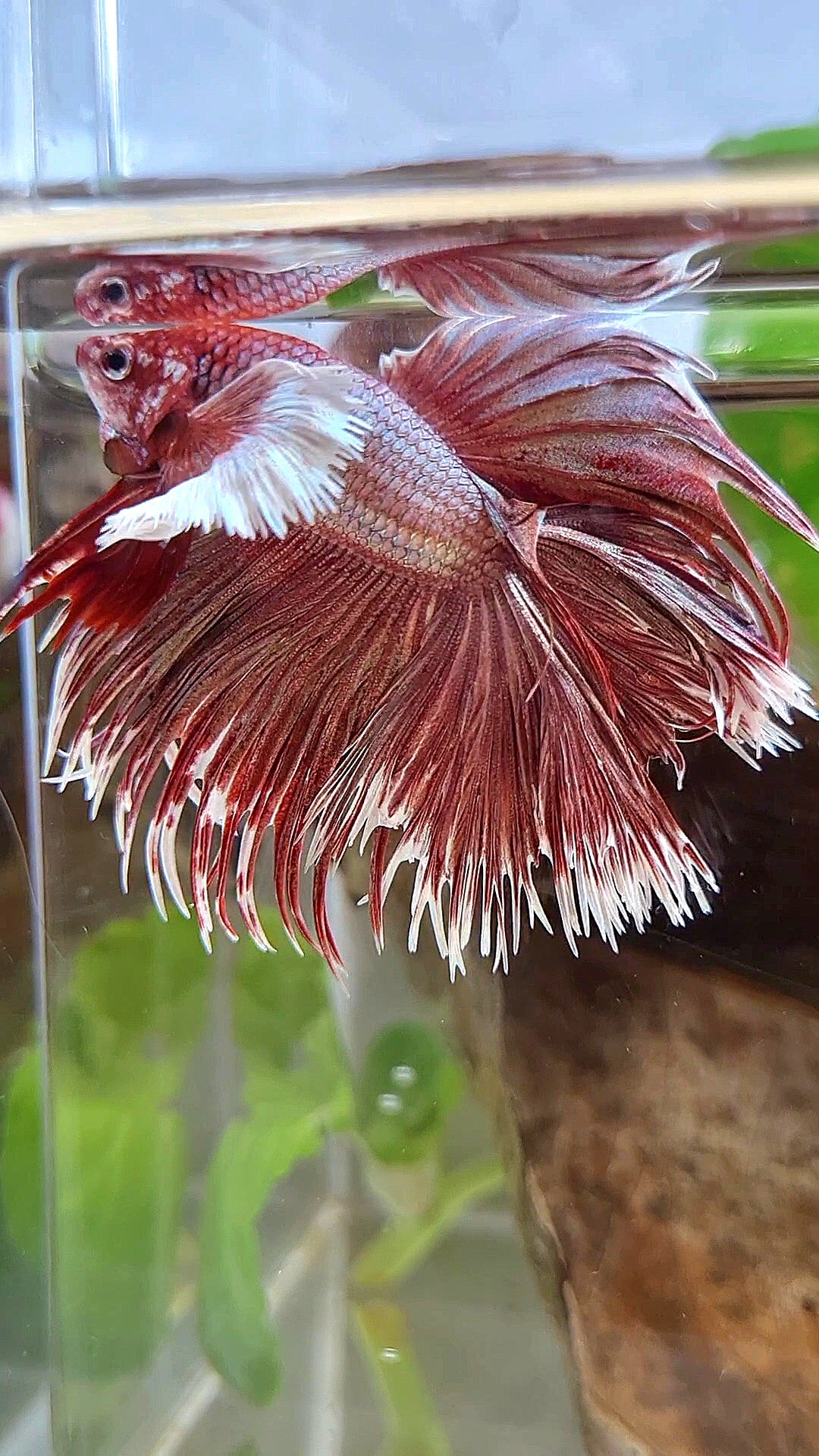 LUXURY HALFMOON DOUBLE TAIL DUMBO EAR CROWNTAIL ROSEGOLD BETTA FISH