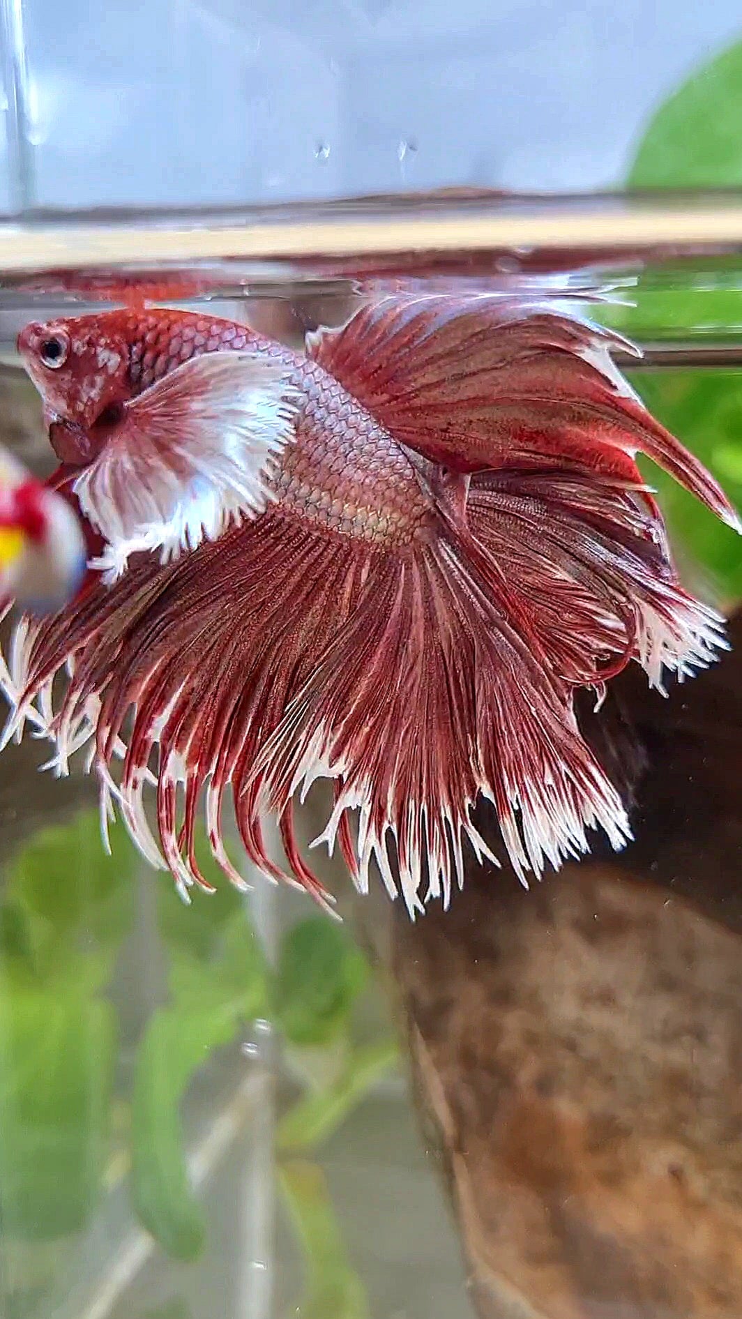 LUXURY HALFMOON DOUBLE TAIL DUMBO EAR CROWNTAIL ROSEGOLD BETTA FISH