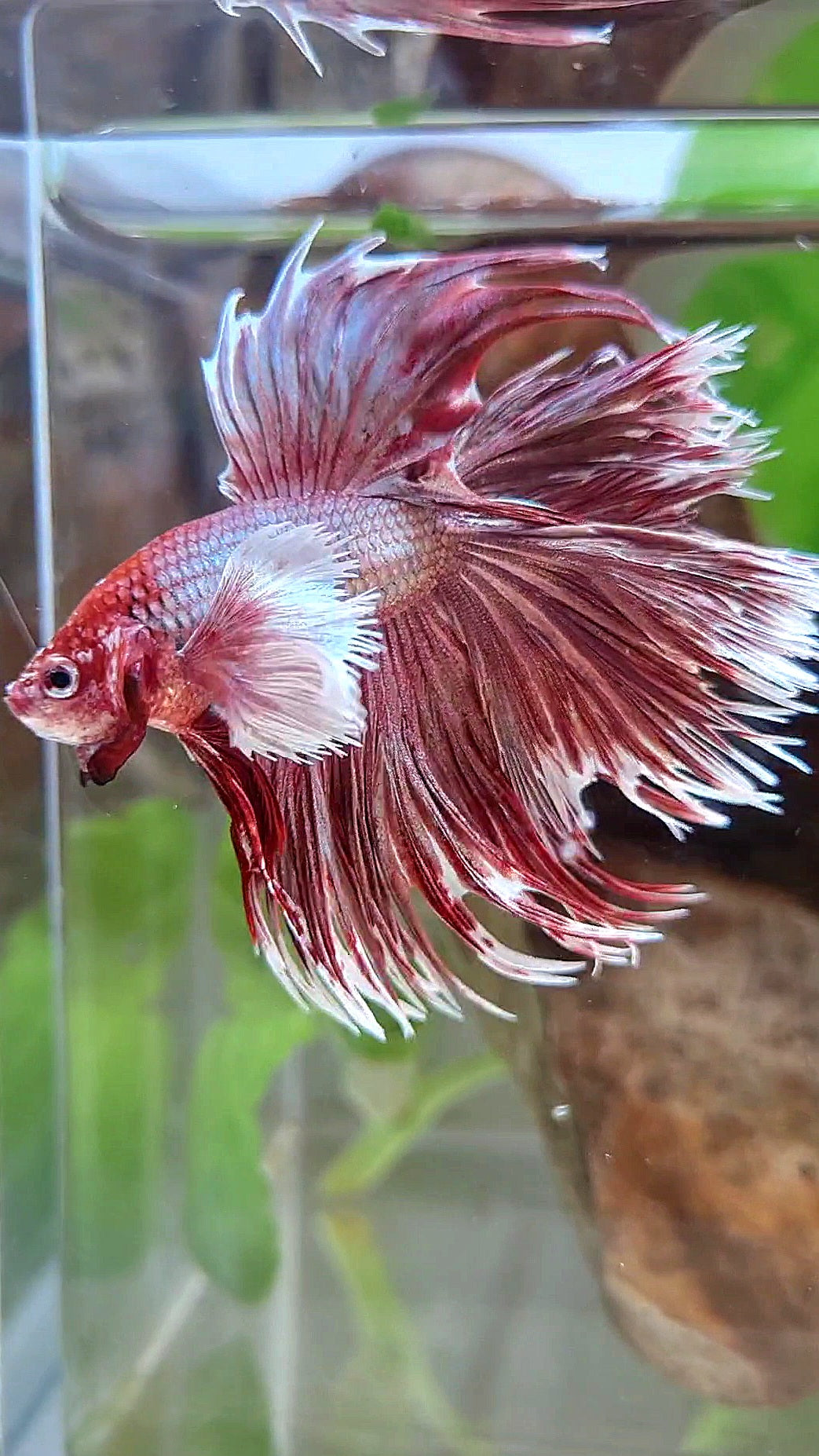 LUXURY HALFMOON DOUBLE TAIL DUMBO EAR CROWNTAIL ROSEGOLD BETTA FISH