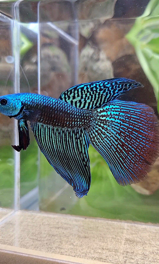 LONGFIN DELTA ALIEN GREEN HYBRID WILD BETTA FISH