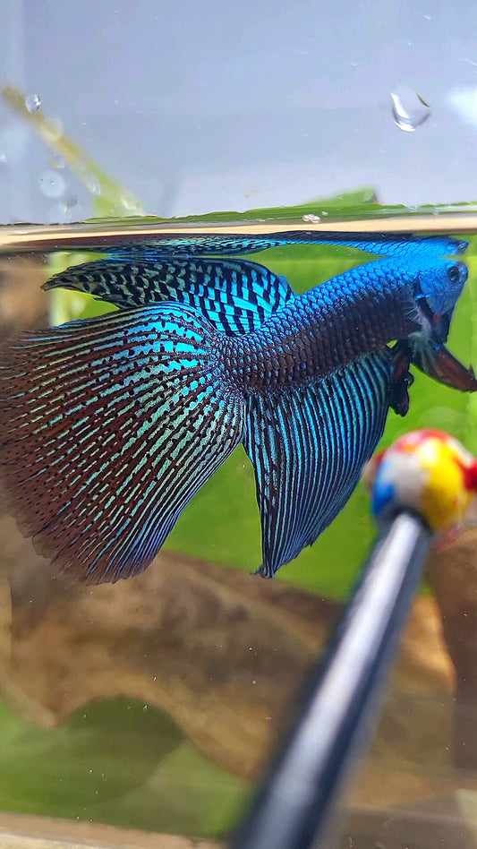 LONGFIN DELTA ALIEN GREEN HYBRID WILD BETTA FISH