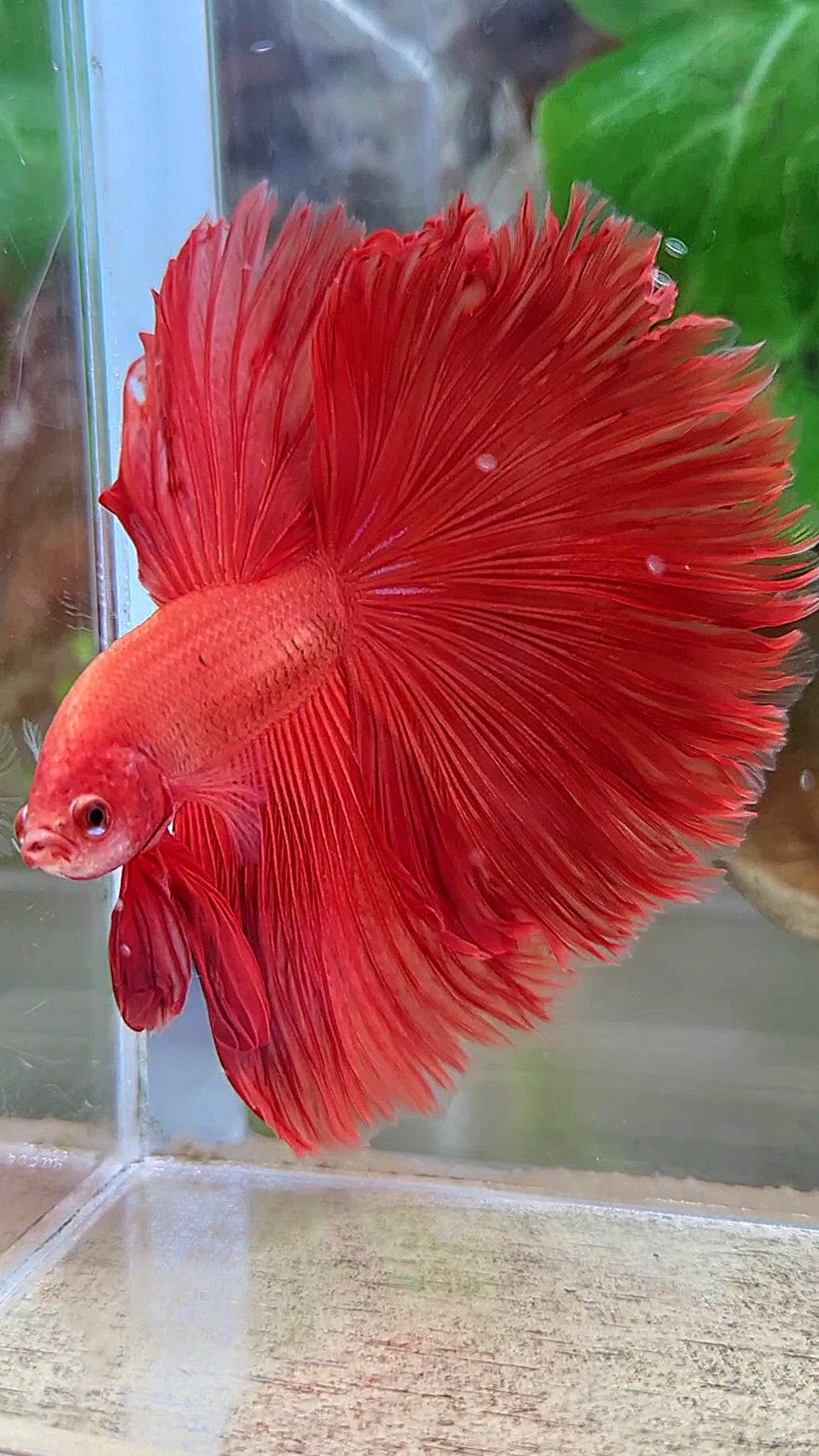 HALFMOON OVERTAIL ROSETAIL SUPER RED BETTA FISH