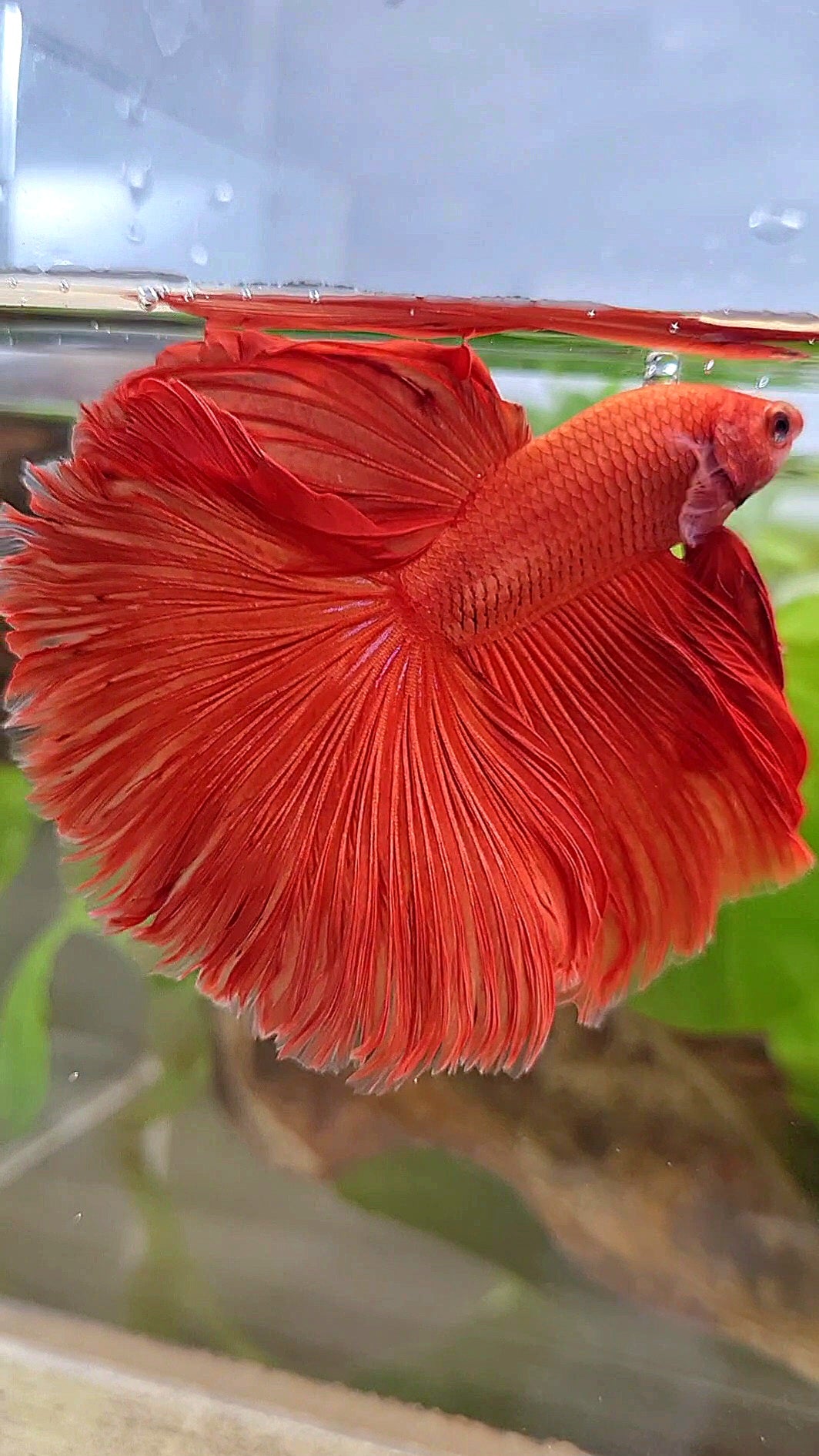 HALFMOON OVERTAIL ROSETAIL SUPER RED BETTA FISH