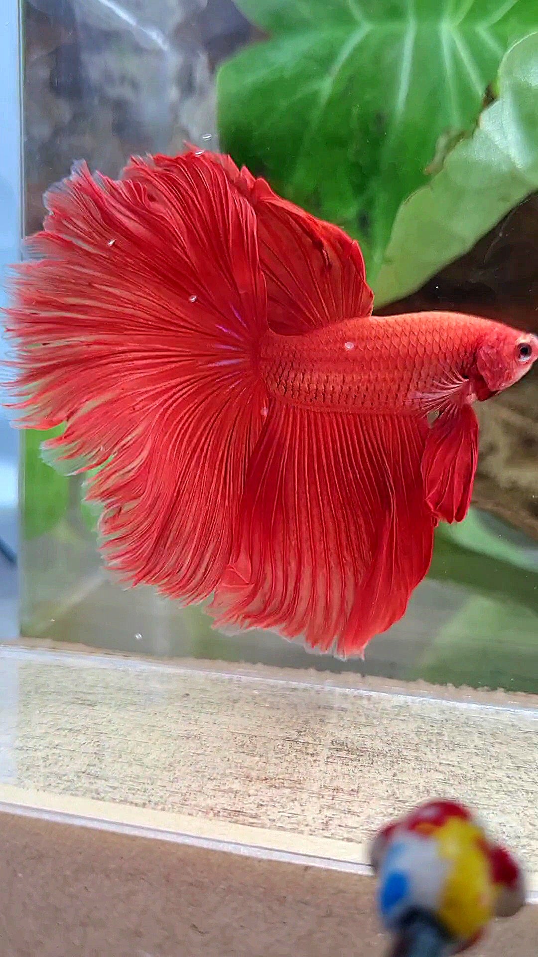 HALFMOON OVERTAIL ROSETAIL SUPER RED BETTA FISH
