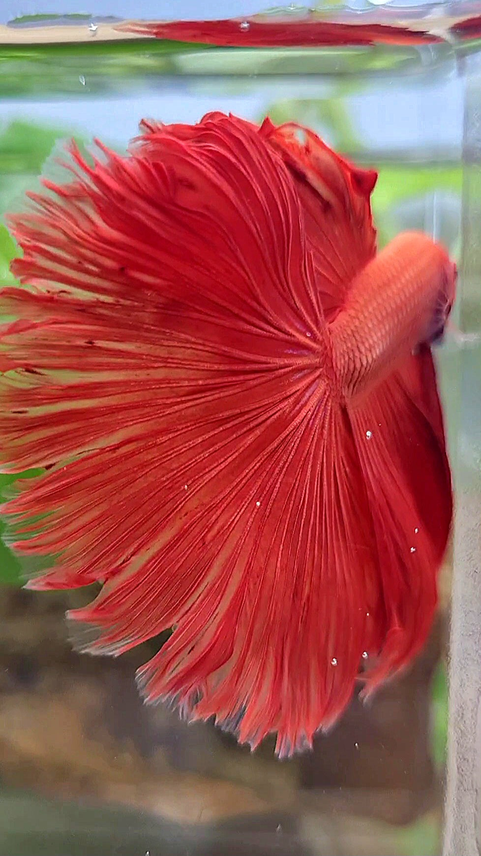 HALFMOON OVERTAIL ROSETAIL SUPER RED BETTA FISH