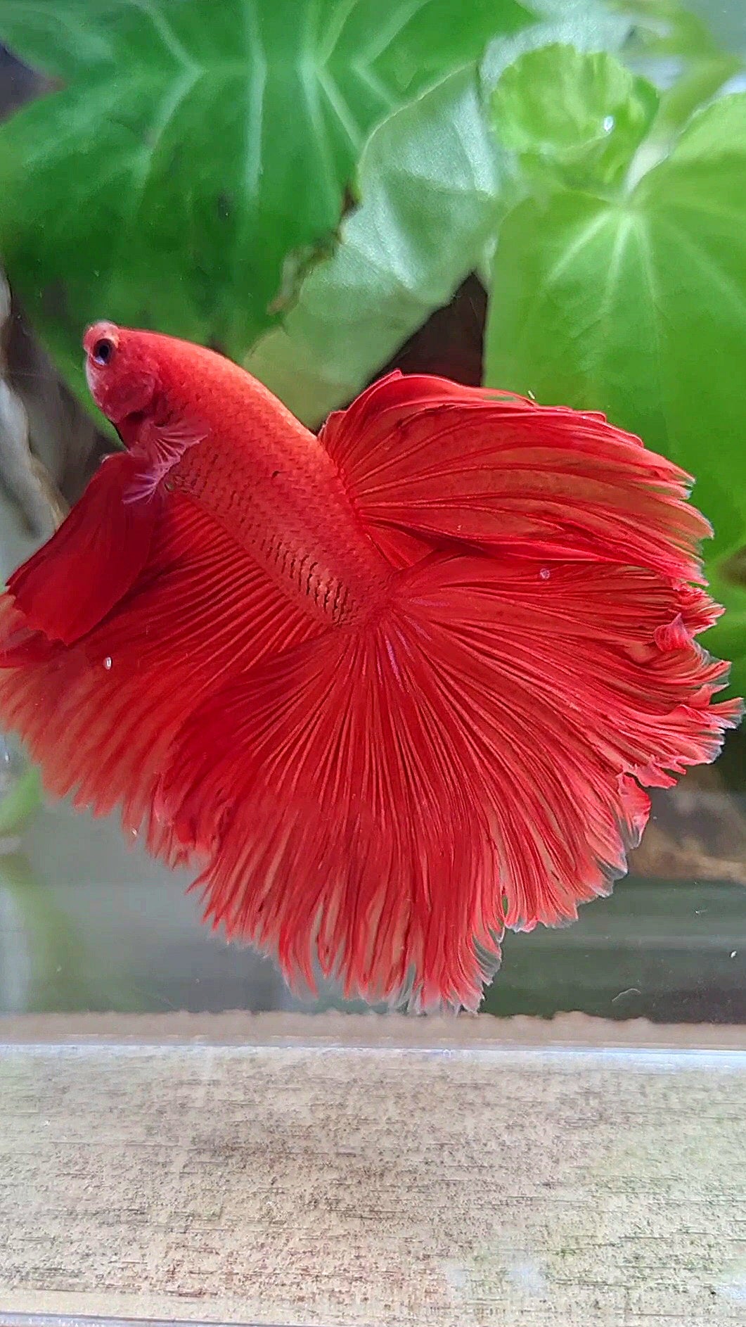 HALFMOON OVERTAIL ROSETAIL SUPER RED BETTA FISH
