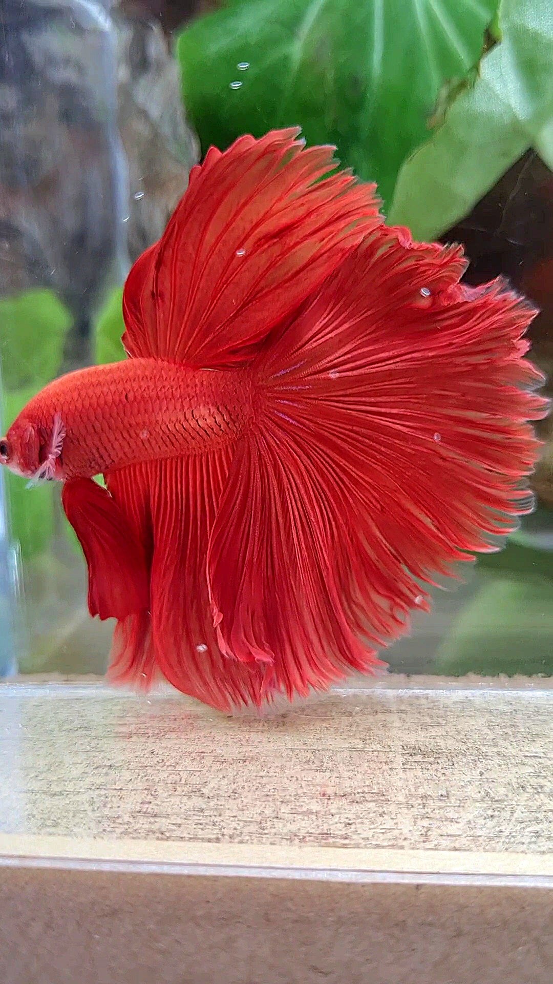 HALFMOON OVERTAIL ROSETAIL SUPER RED BETTA FISH