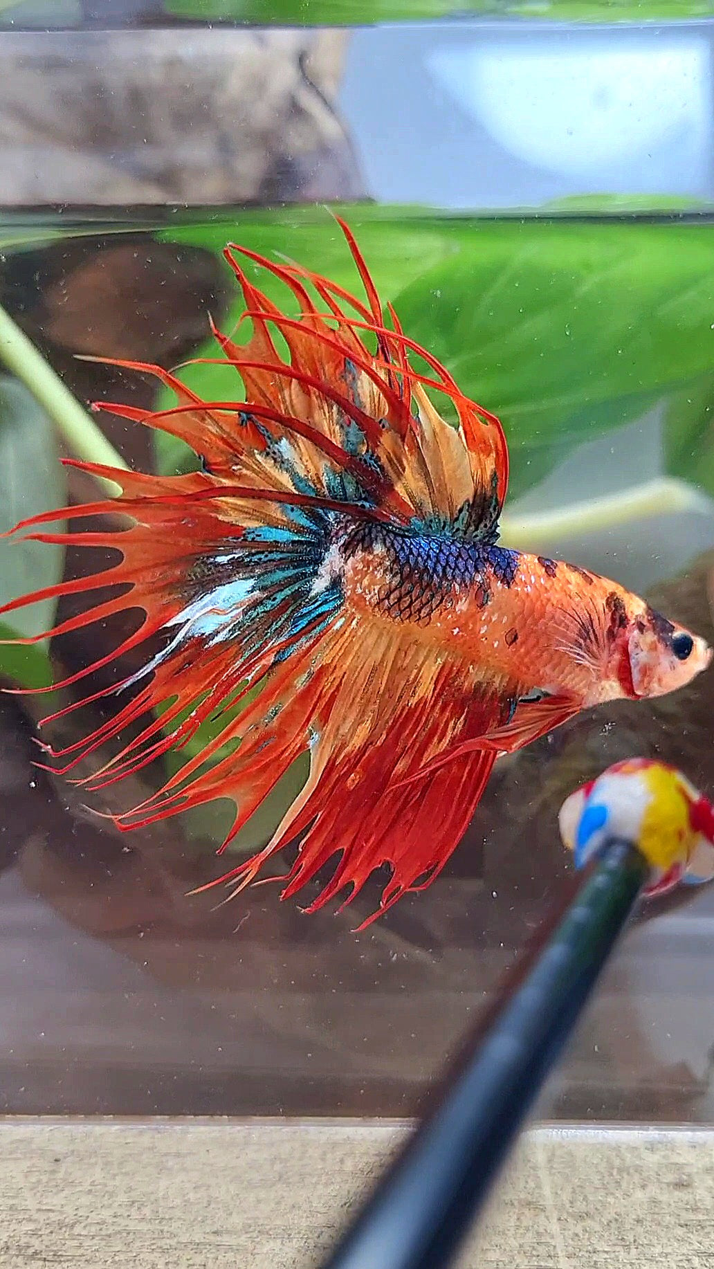 CROWNTAIL SUPER MULTICOLOR FIRE BETTA FISH