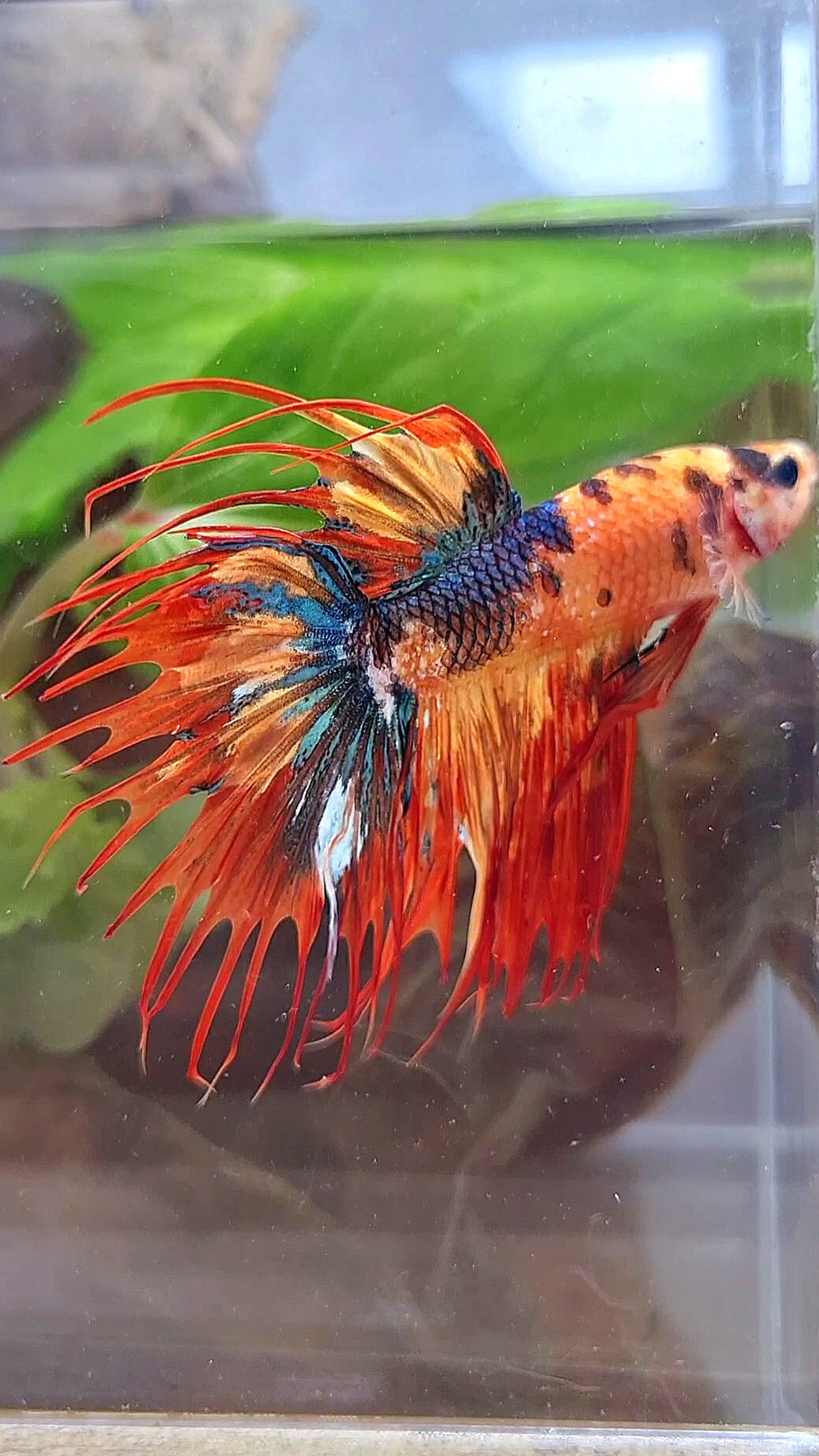 CROWNTAIL SUPER MULTICOLOR FIRE BETTA FISH