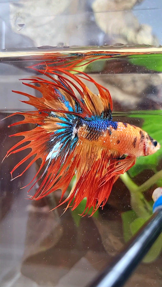CROWNTAIL SUPER MULTICOLOR FIRE BETTA FISH