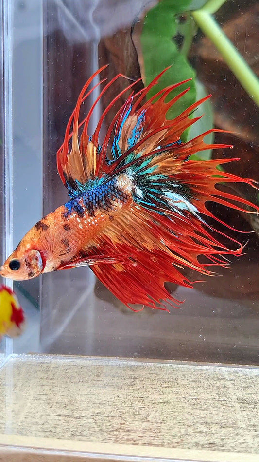 CROWNTAIL SUPER MULTICOLOR FIRE BETTA FISH