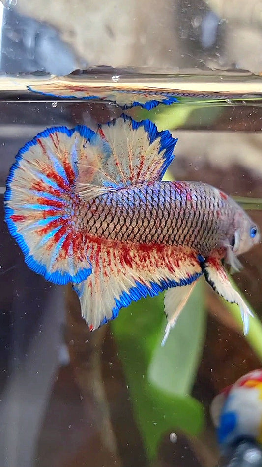 PLAKAT SUPER VANDA DARK PINEAPPLE BETTA FISH