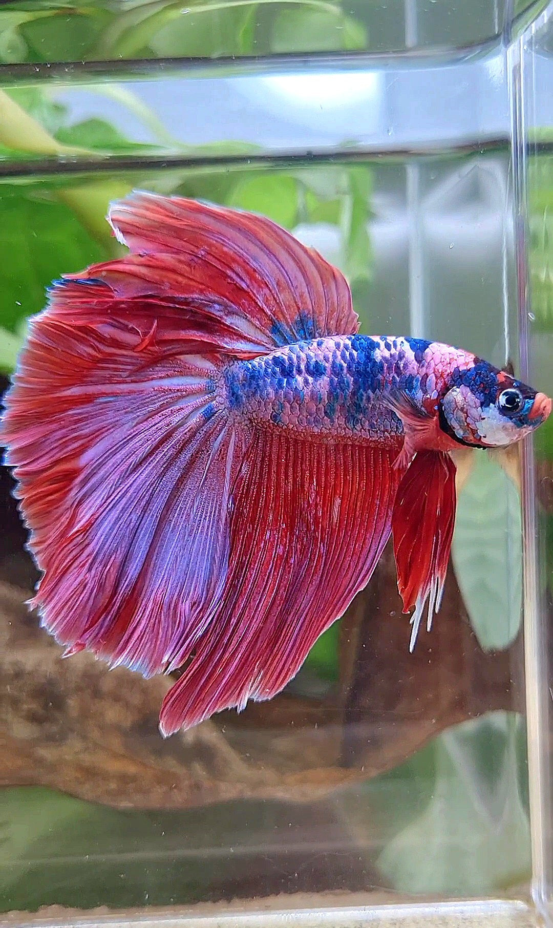 XL HALFMOON ROSETAIL PINK PURPLE FANCY DOTS MULTICOLOR BETTA FISH