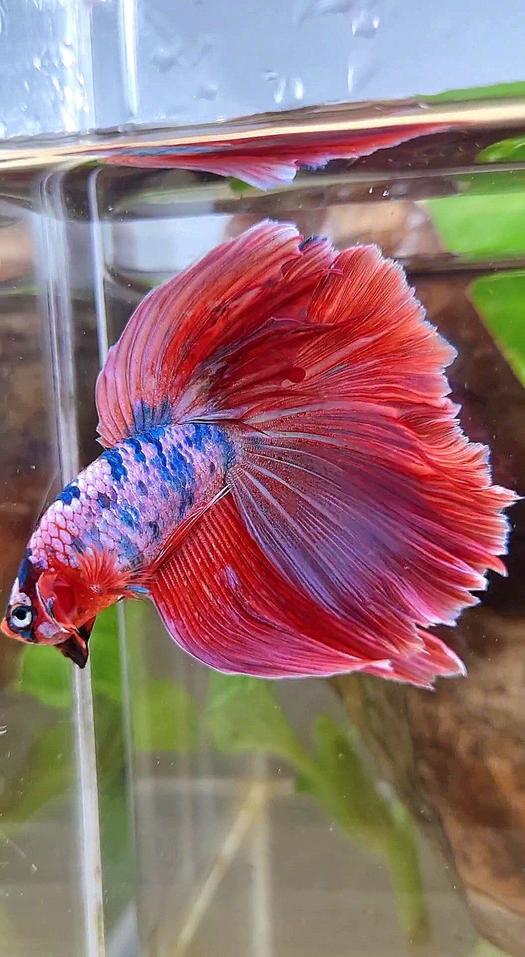 XL HALFMOON ROSETAIL PINK PURPLE FANCY DOTS MULTICOLOR BETTA FISH
