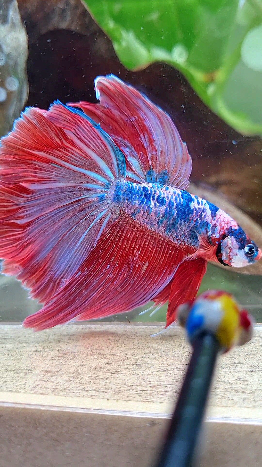 XL HALFMOON ROSETAIL PINK PURPLE FANCY DOTS MULTICOLOR BETTA FISH