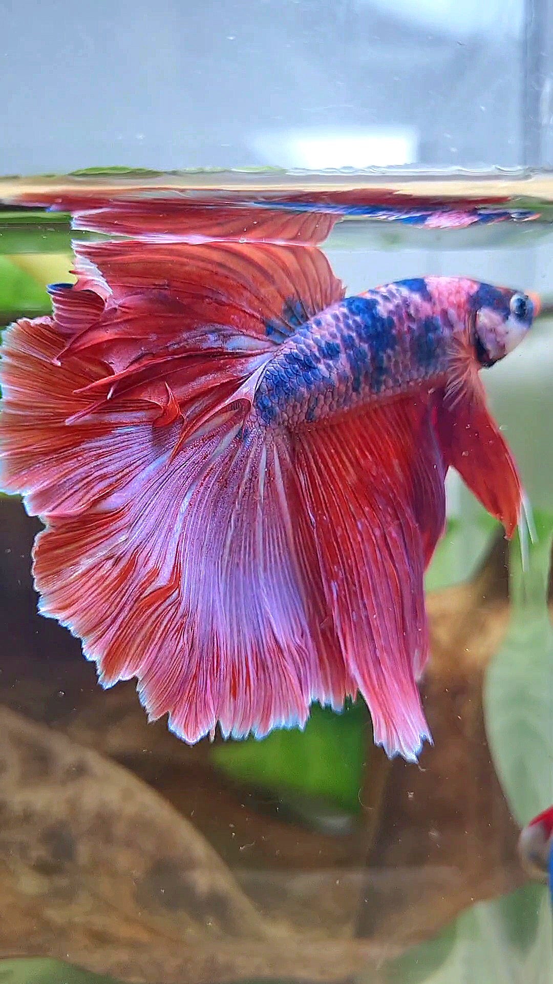 XL HALFMOON ROSETAIL PINK PURPLE FANCY DOTS MULTICOLOR BETTA FISH