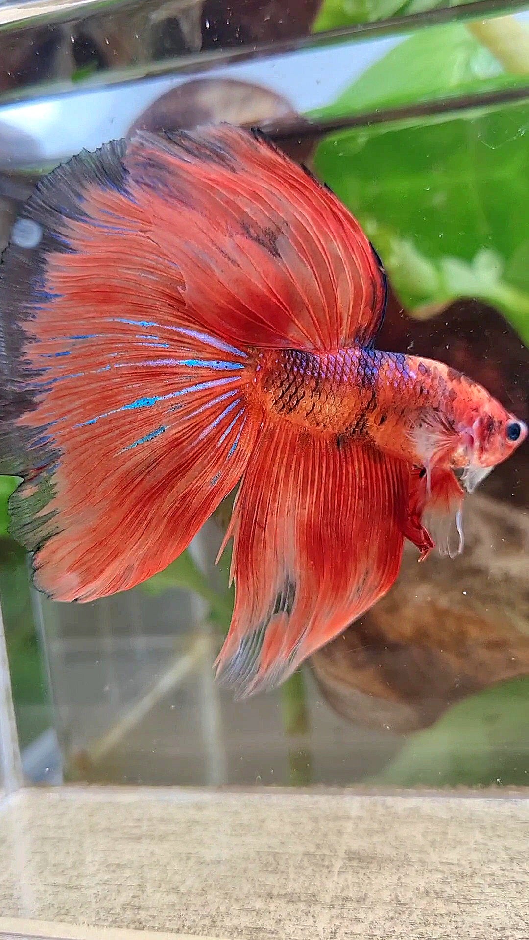 XL HALFMOON OVERTAIL ORANGE FIRE FANCY BETTA FISH