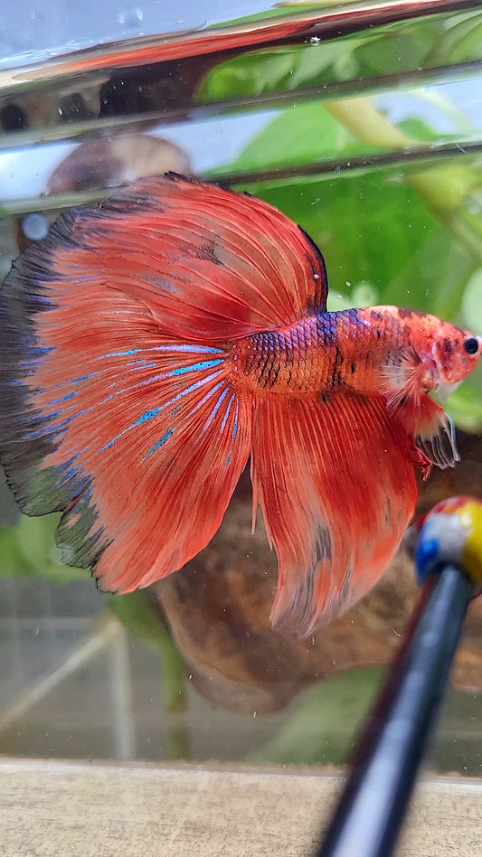 XL HALFMOON OVERTAIL ORANGE FIRE FANCY BETTA FISH