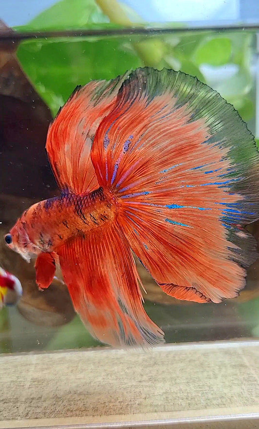XL HALFMOON OVERTAIL ORANGE FIRE FANCY BETTA FISH