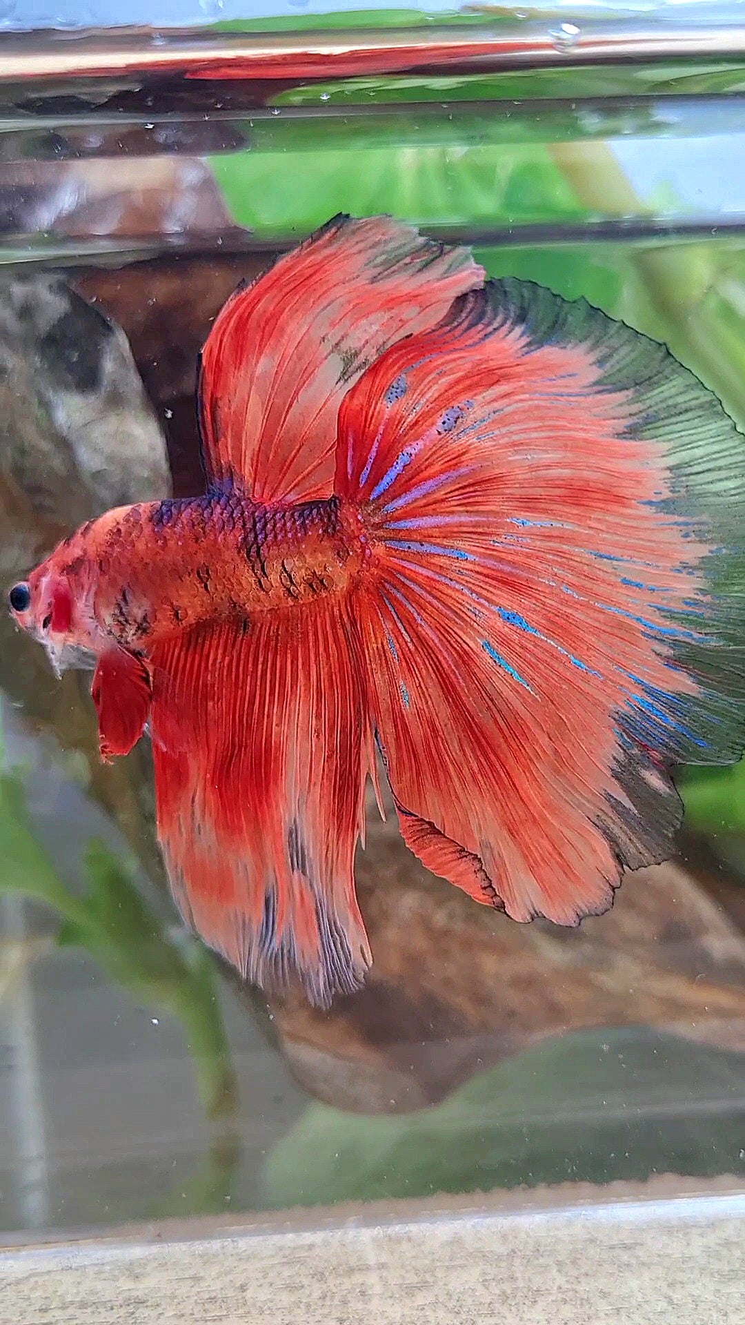 XL HALFMOON OVERTAIL ORANGE FIRE FANCY BETTA FISH