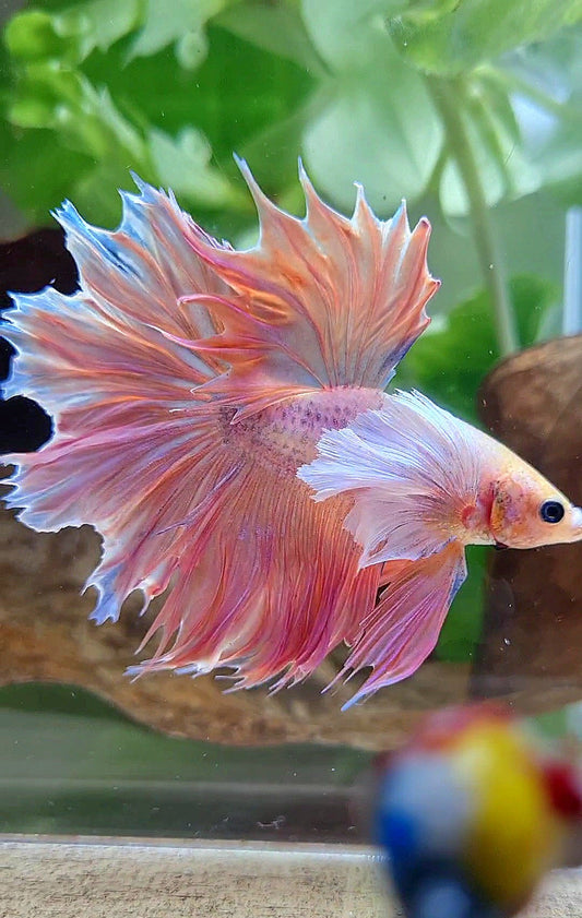 4 FISH LUXURY HALFMOON DOUBLE TAIL DUMBO EAR FEATHER TAIL WHITE& HALFMOON DUMBO ORANGE & FEMALE FEATHER TAIL BETTA FISH