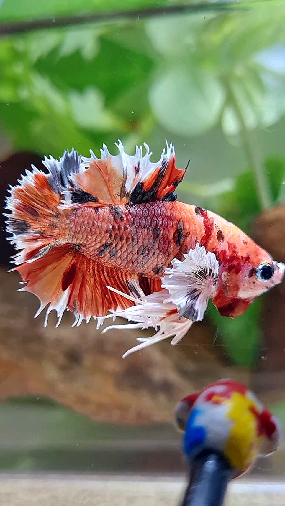 KING CROWNTAIL PLAKAT DUMBO EAR ORANGE COPPER MULTICOLOR BETTA FISH