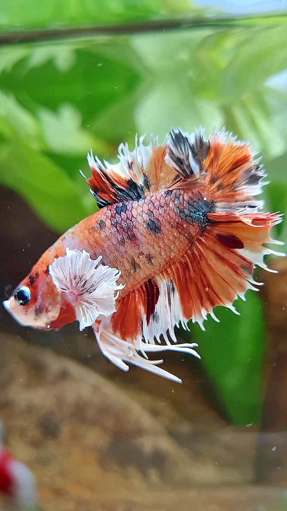 KING CROWNTAIL PLAKAT DUMBO EAR ORANGE COPPER MULTICOLOR BETTA FISH