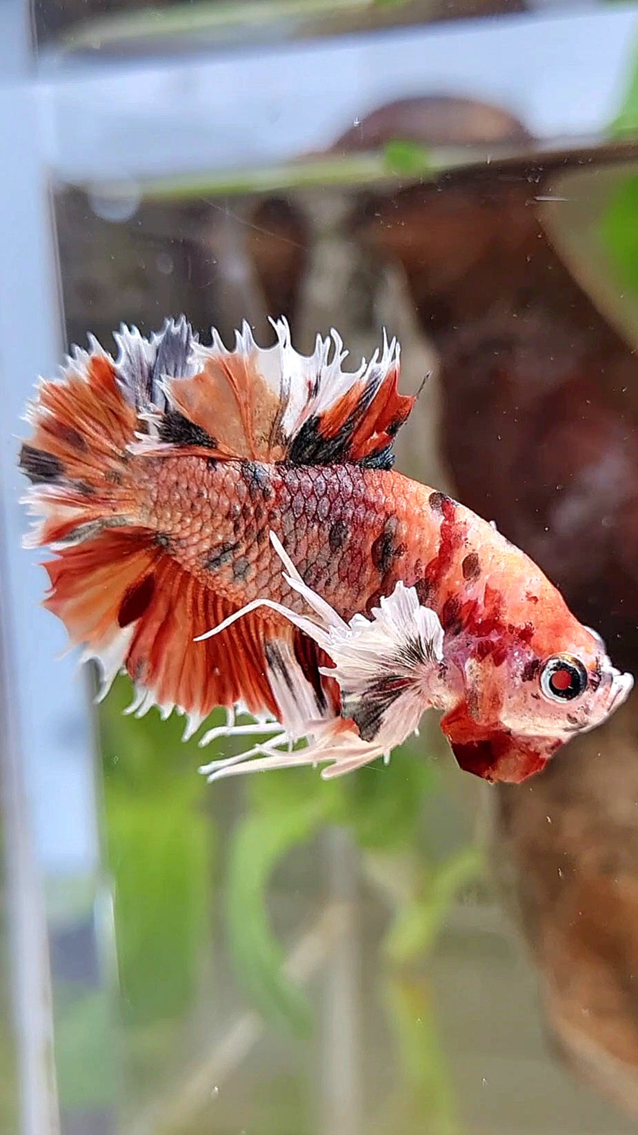 KING CROWNTAIL PLAKAT DUMBO EAR ORANGE COPPER MULTICOLOR BETTA FISH