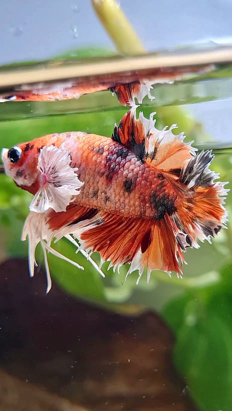 KING CROWNTAIL PLAKAT DUMBO EAR ORANGE COPPER MULTICOLOR BETTA FISH