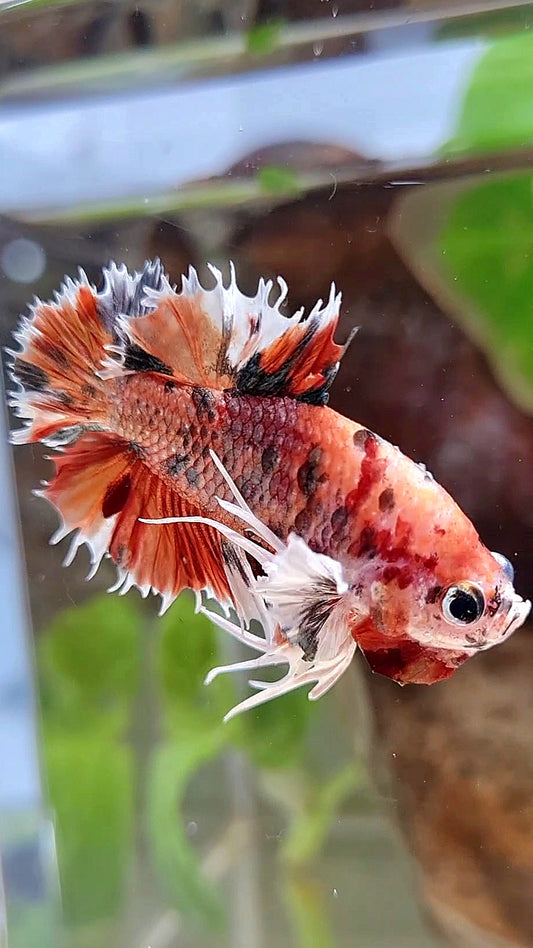KING CROWNTAIL PLAKAT DUMBO EAR ORANGE COPPER MULTICOLOR BETTA FISH