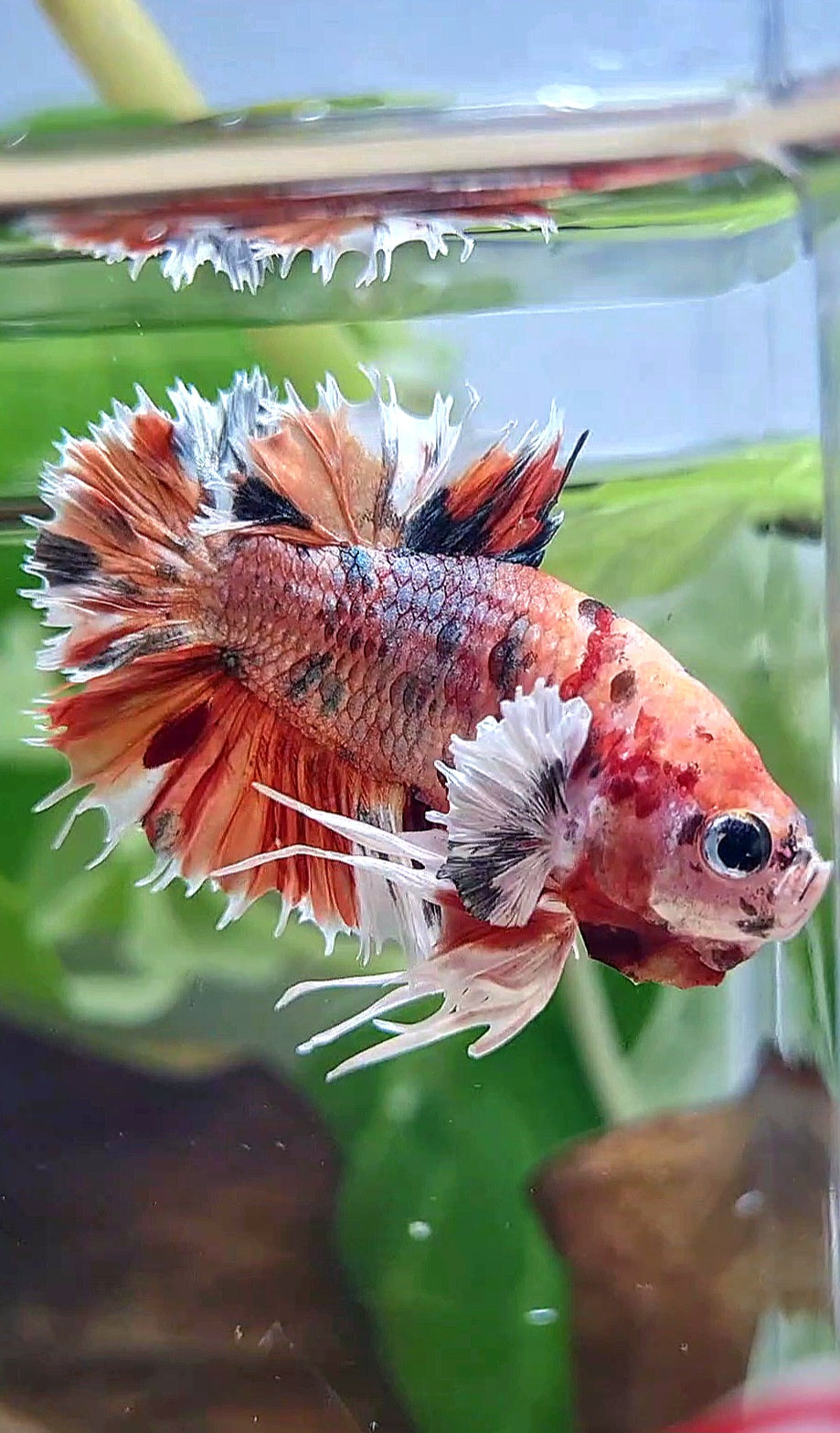 KING CROWNTAIL PLAKAT DUMBO EAR ORANGE COPPER MULTICOLOR BETTA FISH