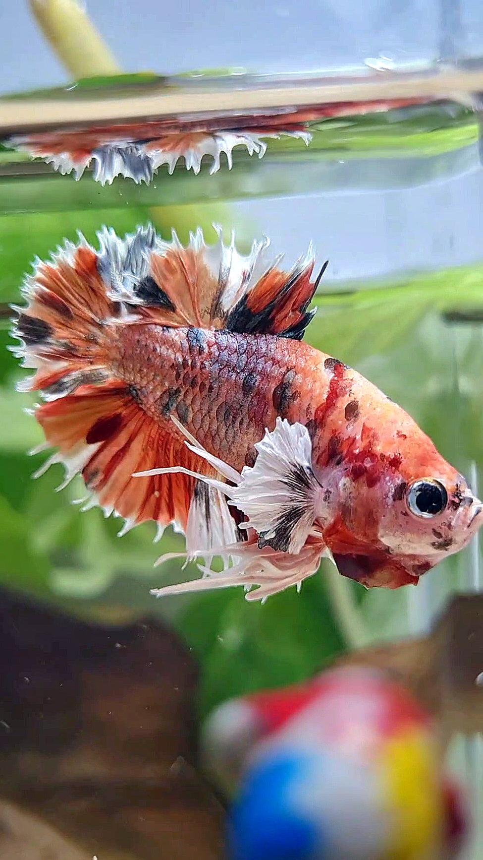 KING CROWNTAIL PLAKAT DUMBO EAR ORANGE COPPER MULTICOLOR BETTA FISH