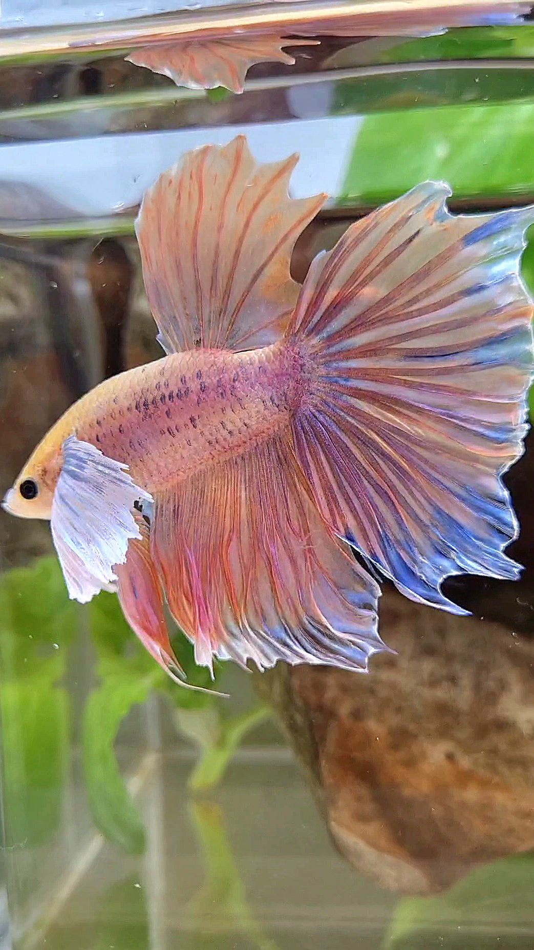 HALFMOON SUPER DUMBO EAR ORANGE MASCOT BETTA FISH