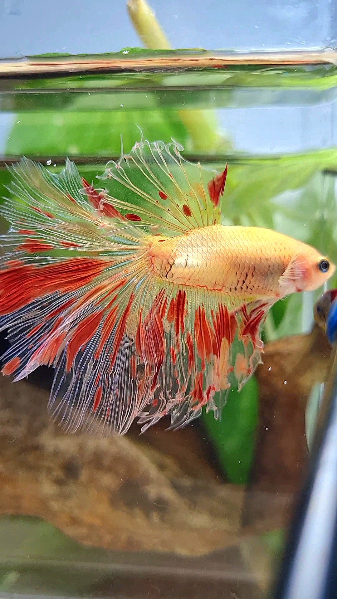 HALFMOON ROSETAIL ARMAGEDDON FIRE BETTA FISH