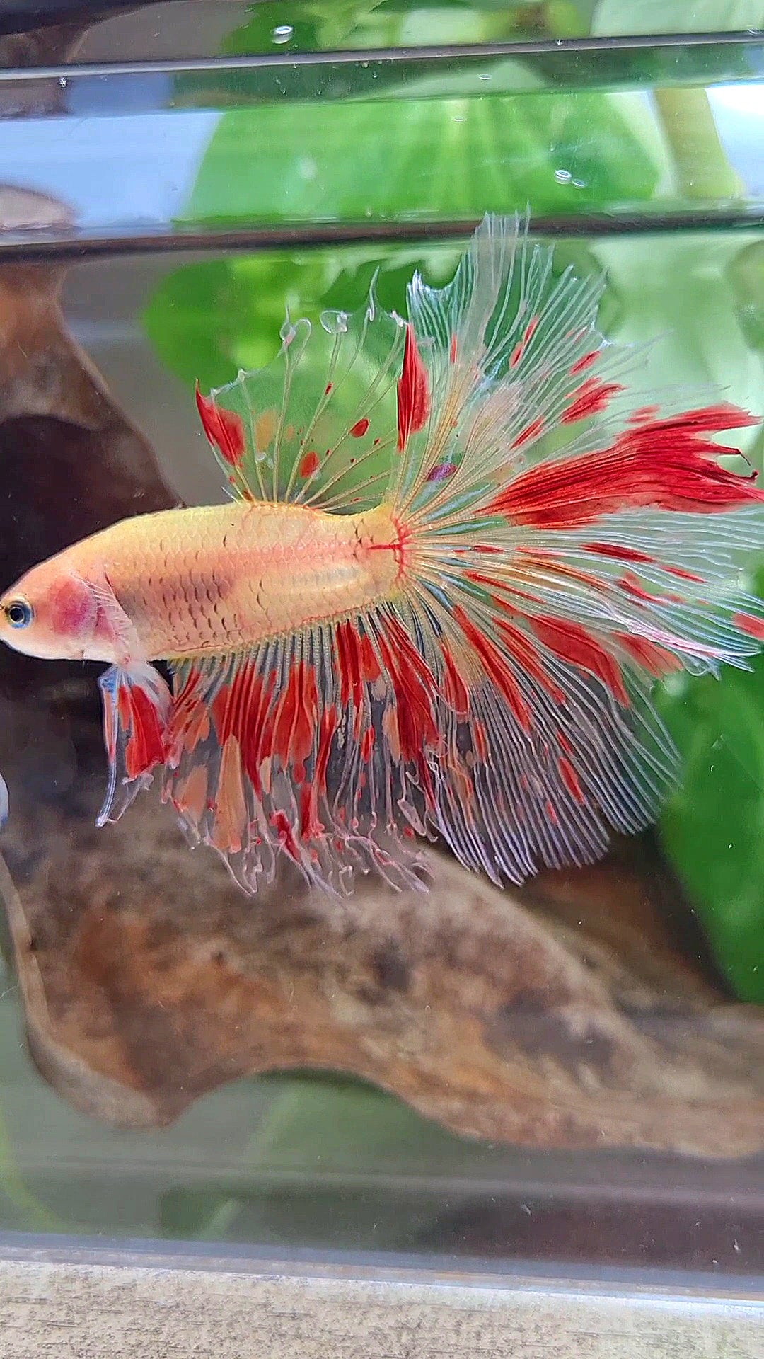HALFMOON ROSETAIL ARMAGEDDON FIRE BETTA FISH