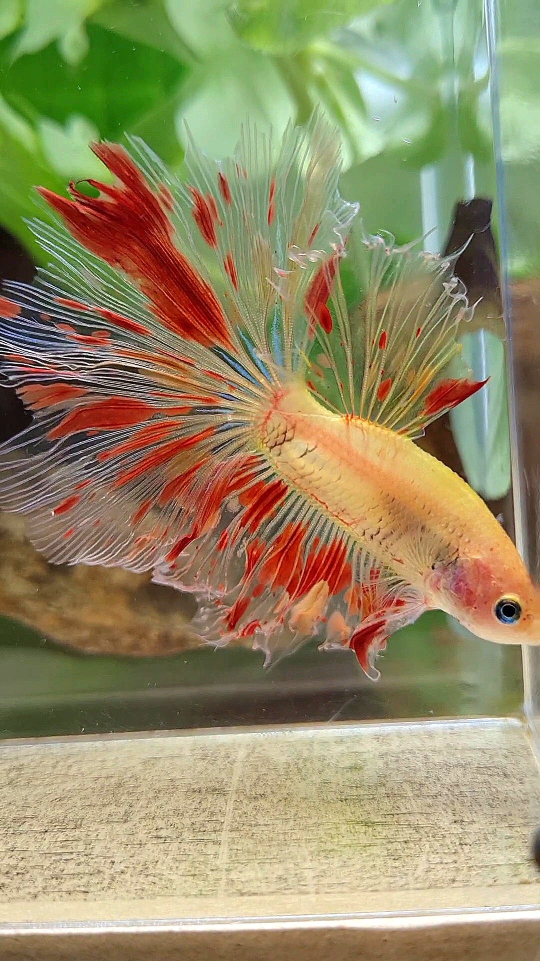 HALFMOON ROSETAIL ARMAGEDDON FIRE BETTA FISH