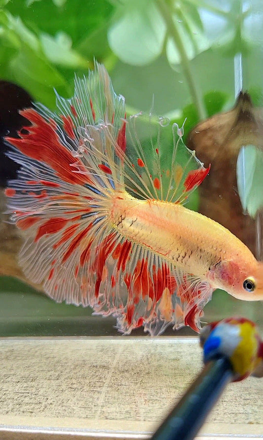 HALFMOON ROSETAIL ARMAGEDDON FIRE BETTA FISH