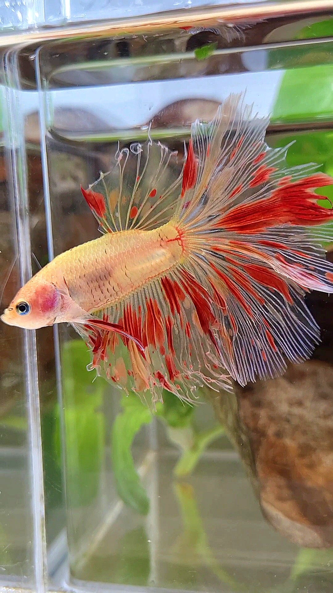 HALFMOON ROSETAIL ARMAGEDDON FIRE BETTA FISH