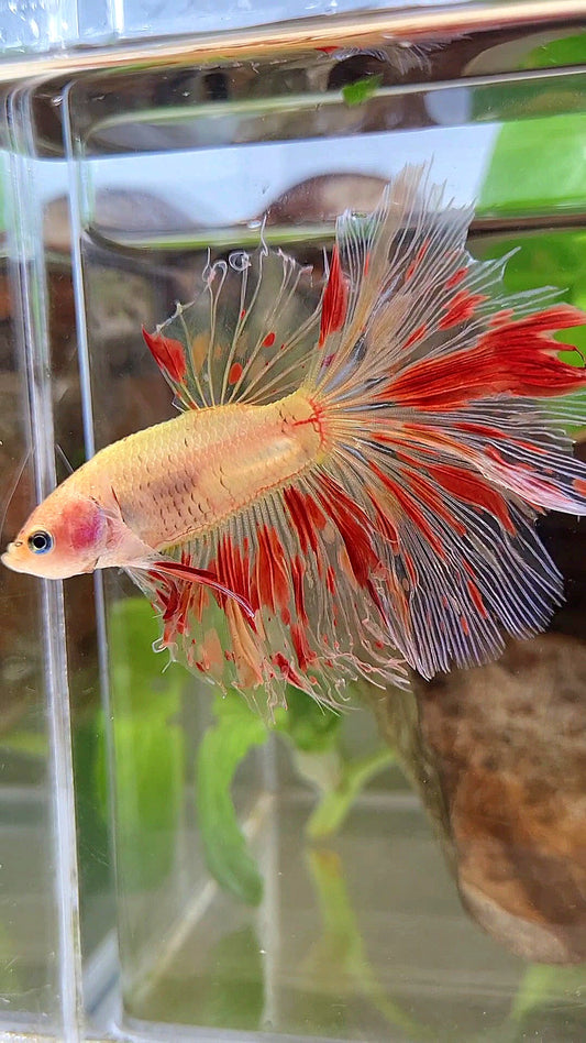 HALFMOON ROSETAIL ARMAGEDDON FIRE BETTA FISH
