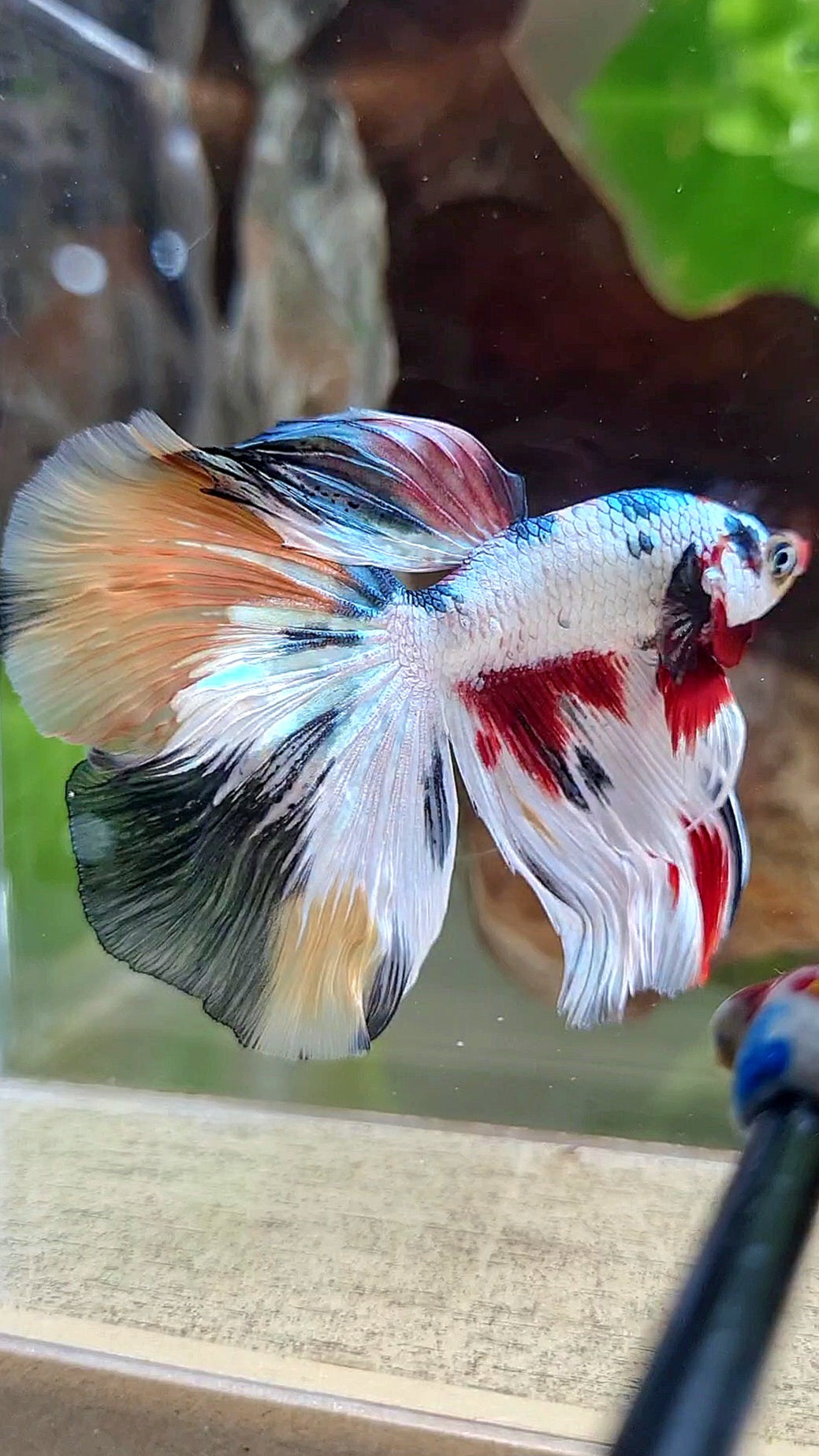 HALFMOON WHITE CANDY COPPER MULTICOLOR BETTA FISH