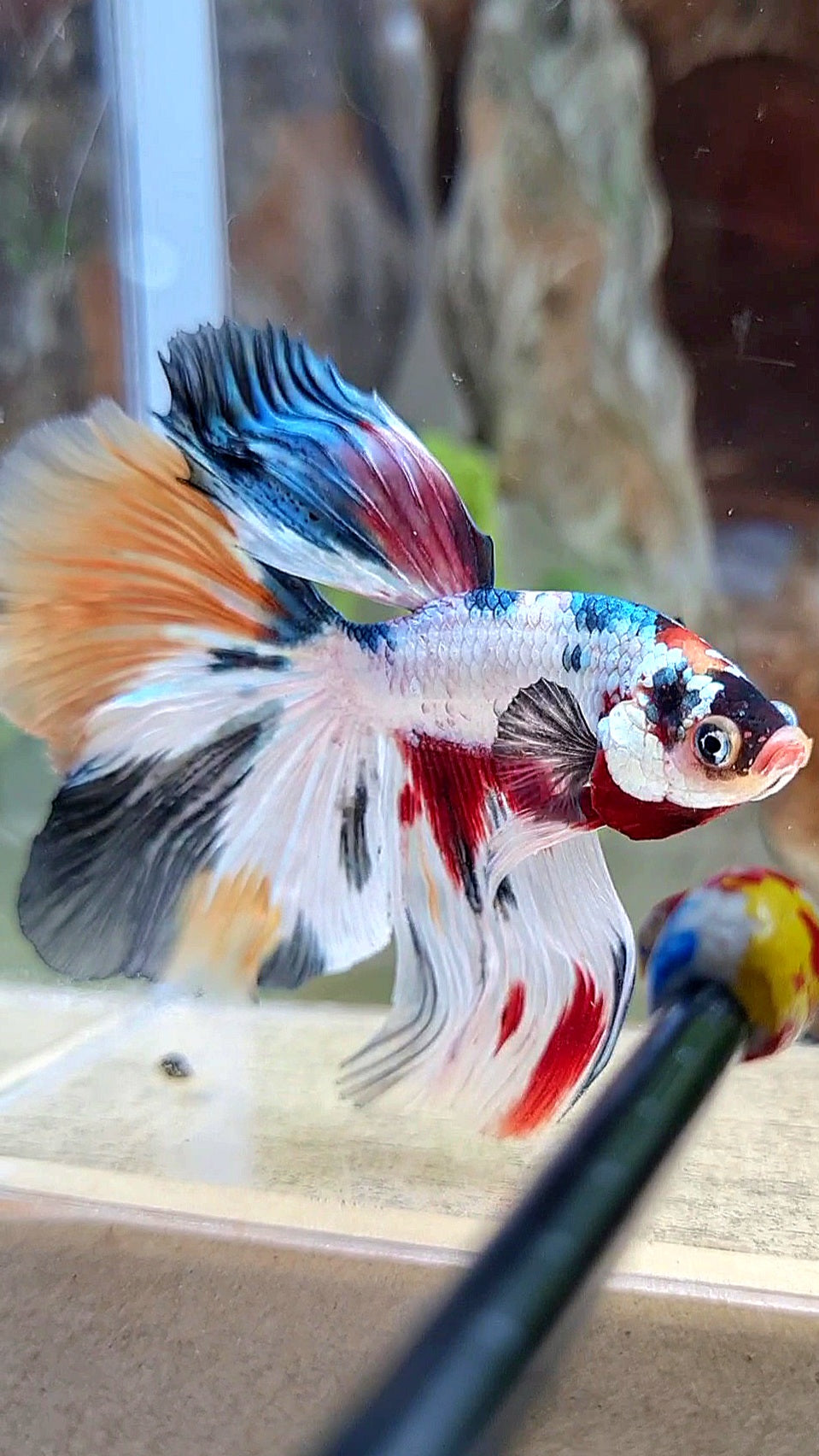 HALFMOON WHITE CANDY COPPER MULTICOLOR BETTA FISH