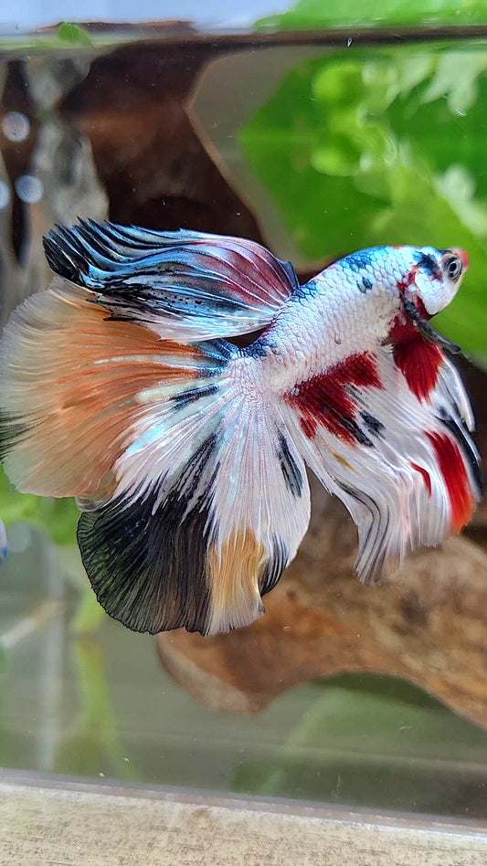 HALFMOON WHITE CANDY COPPER MULTICOLOR BETTA FISH