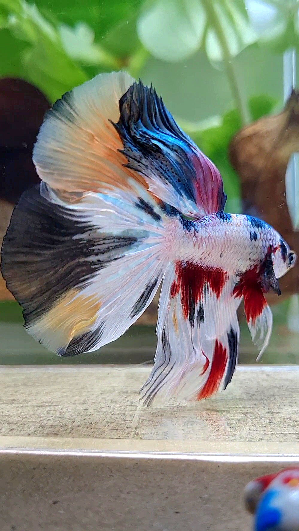 HALFMOON WHITE CANDY COPPER MULTICOLOR BETTA FISH