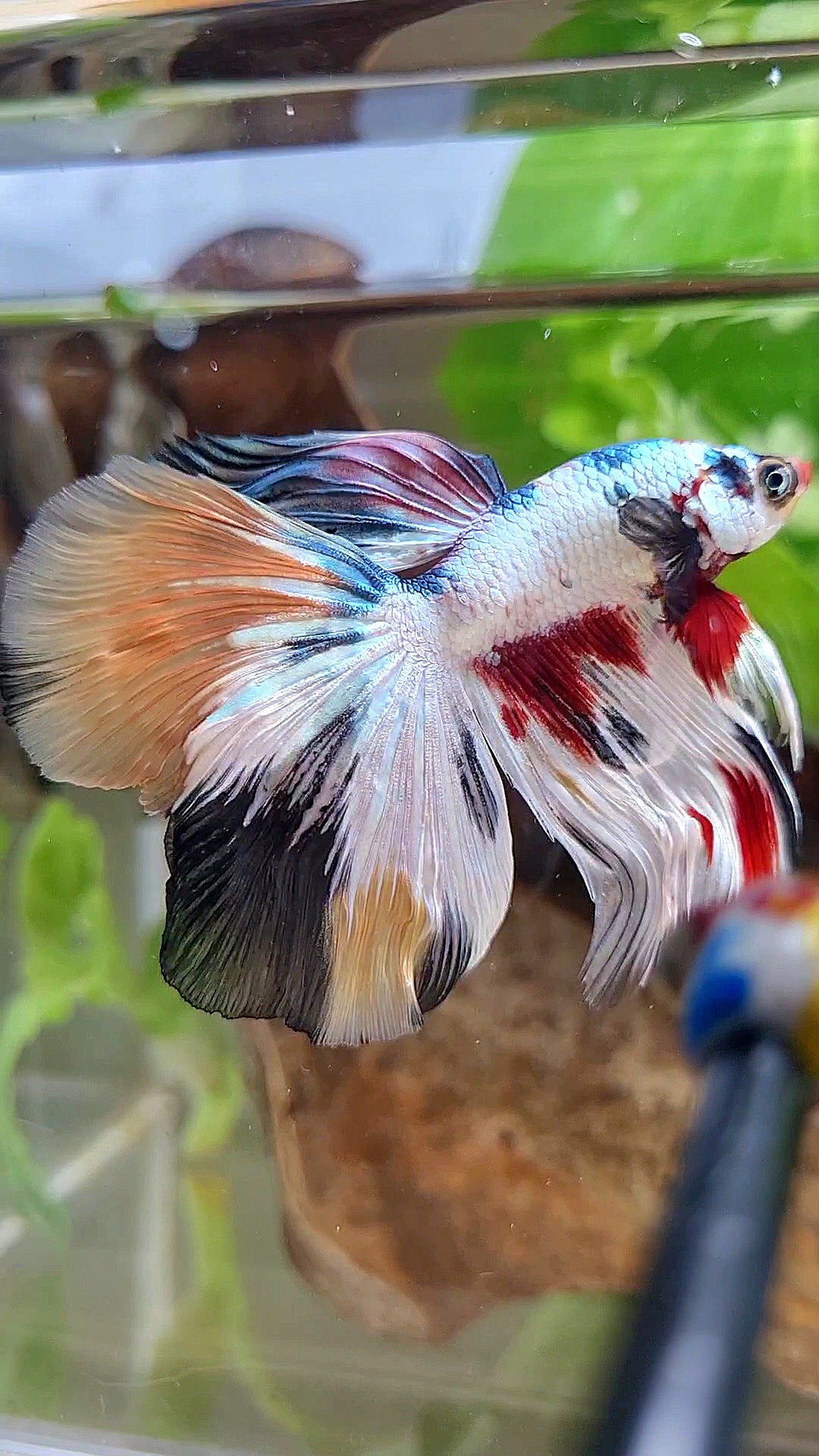 HALFMOON WHITE CANDY COPPER MULTICOLOR BETTA FISH