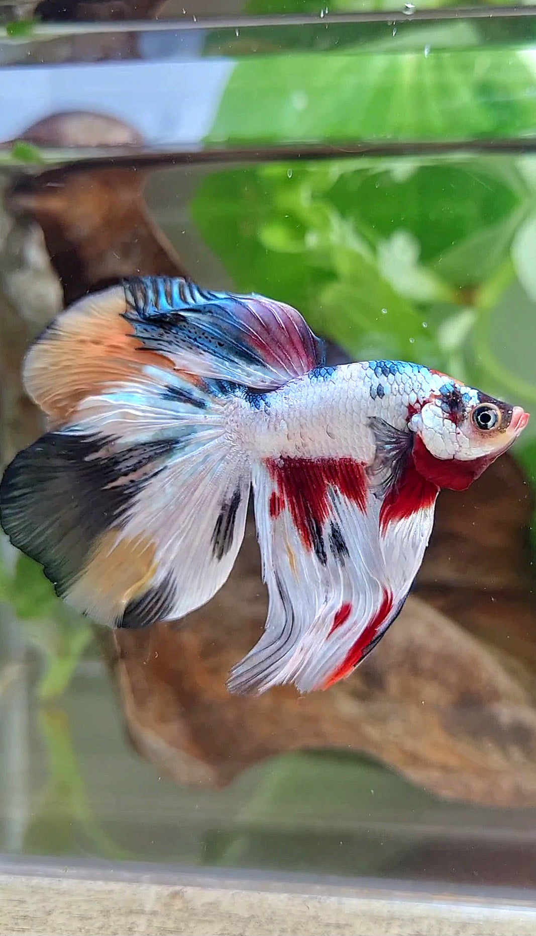 HALFMOON WHITE CANDY COPPER MULTICOLOR BETTA FISH