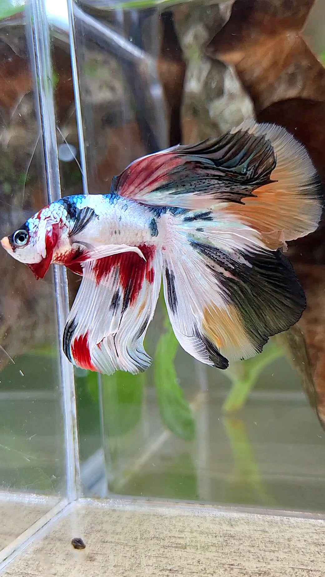 HALFMOON WHITE CANDY COPPER MULTICOLOR BETTA FISH