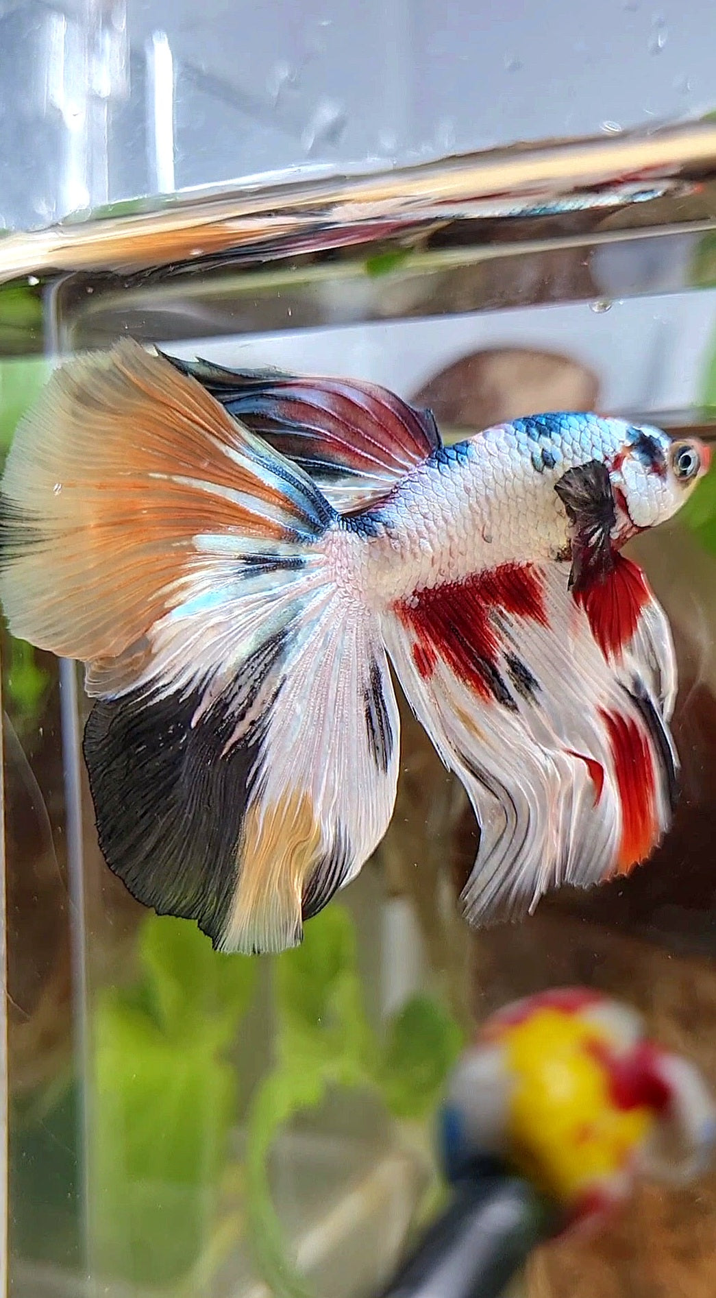 HALFMOON WHITE CANDY COPPER MULTICOLOR BETTA FISH