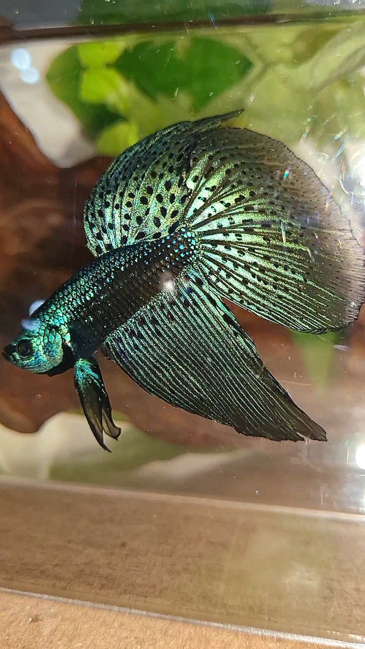 HALFMOON DELTA ALIEN BLUE GREEN HYBRID WILD BETTA FISH