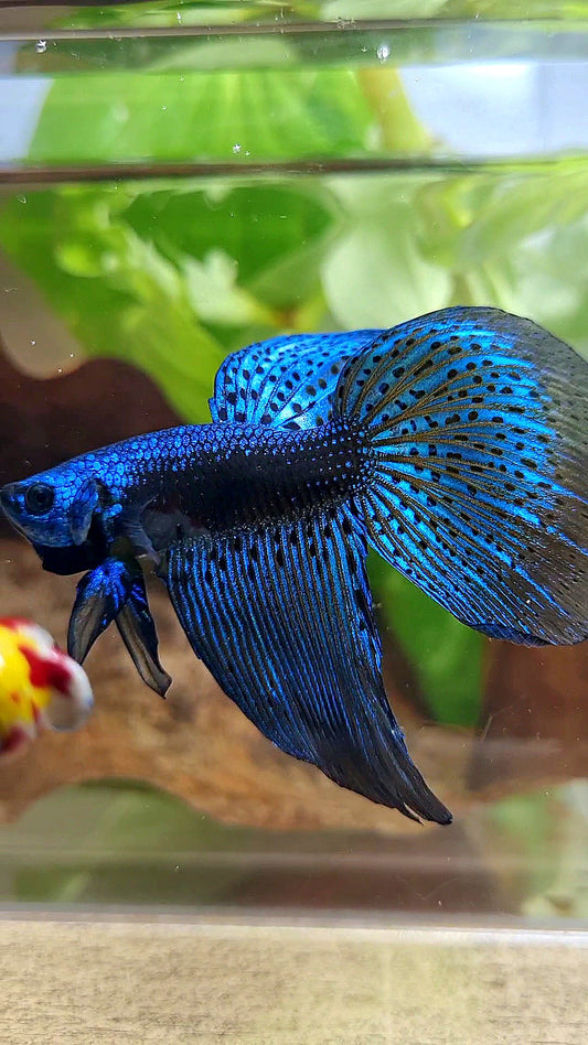 HALFMOON DELTA ALIEN BLUE GREEN HYBRID WILD BETTA FISH