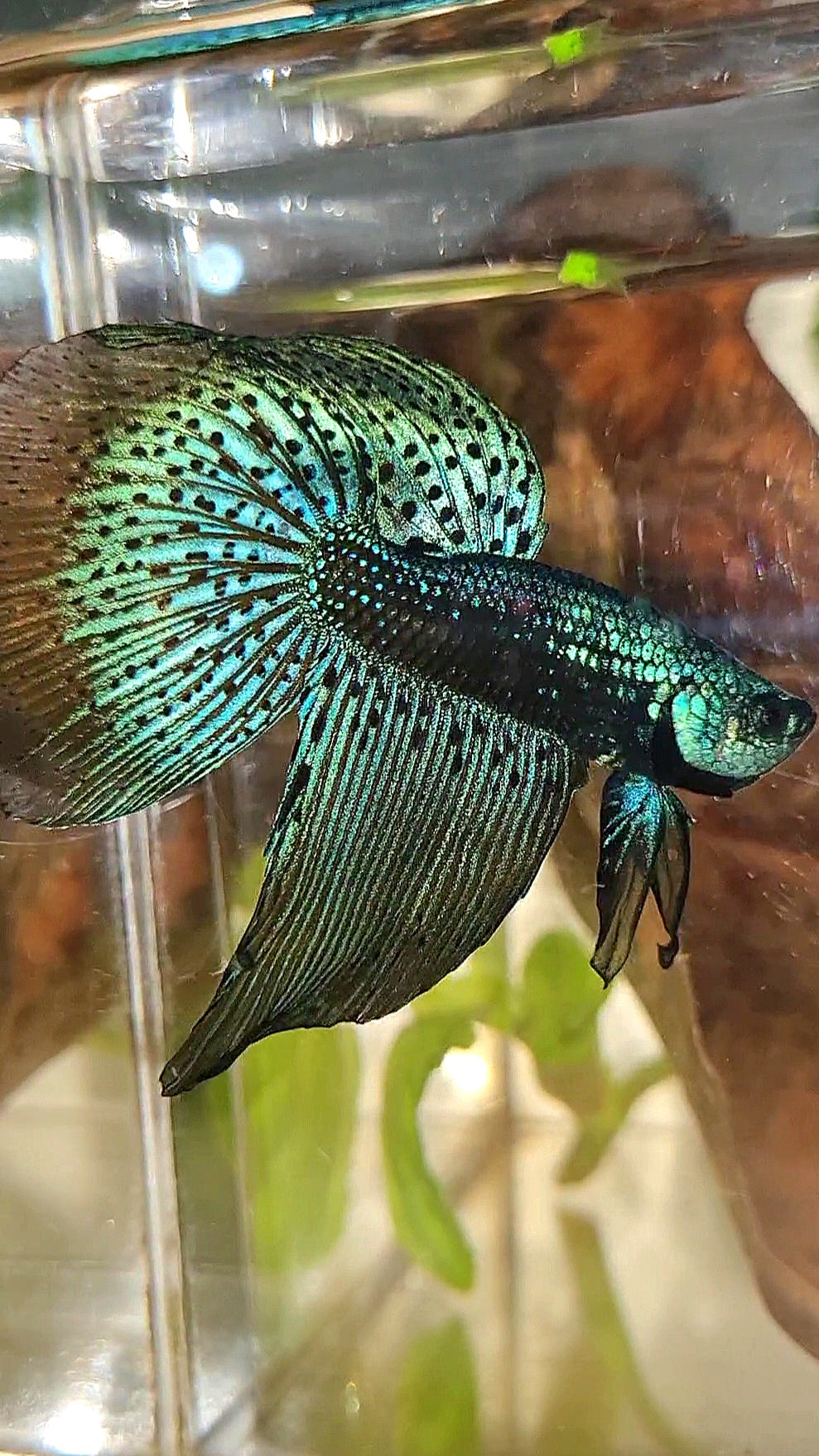 HALFMOON DELTA ALIEN BLUE GREEN HYBRID WILD BETTA FISH